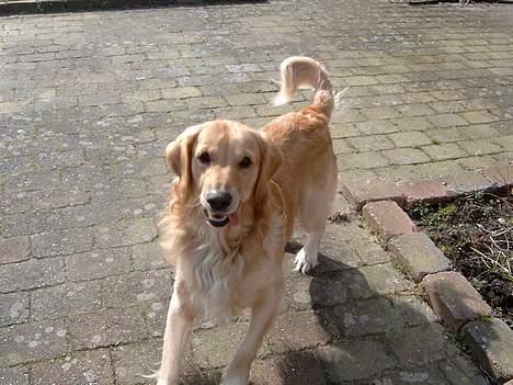Golden retriever Charlie billede 2