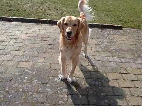 Golden retriever Charlie billede 3