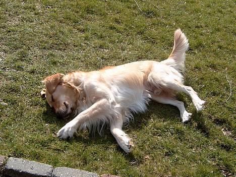 Golden retriever Charlie billede 4