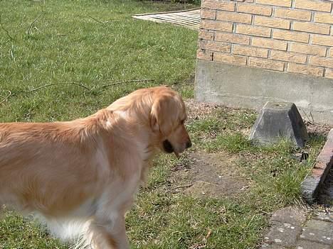 Golden retriever Charlie billede 5