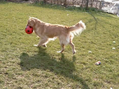 Golden retriever Charlie billede 6