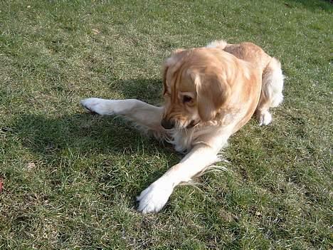 Golden retriever Charlie billede 7