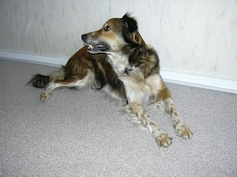 Border collie Kira - "Uhh. Hvad er det der foregår der ude? :D" billede 1