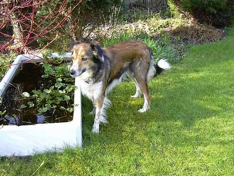 Border collie Kira - Kira ´sys hvist godt om det lille havebassin hun er næmlig  TIT derovre:D billede 2