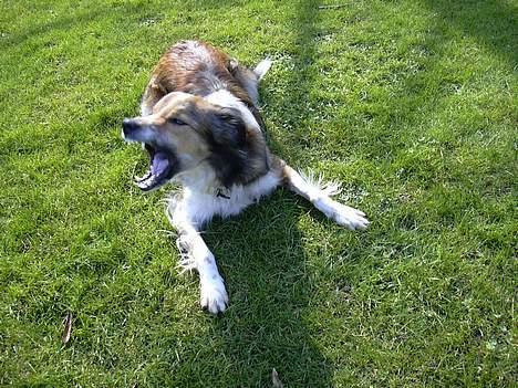 Border collie Kira - "VOV! "<´33 billede 3