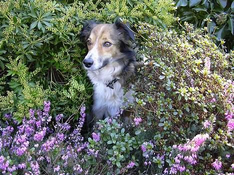 Border collie Kira - "Neej, Klæ´r de fine blomster mig ikke flot, Jeg ligner faktisk lidt en Prinsesse ! <´33" billede 4