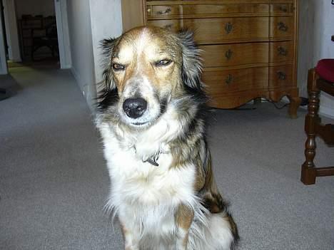 Border collie Kira - Hun er hvist lidt træt :D billede 5