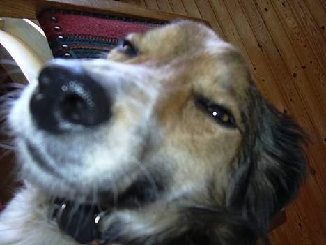 Border collie Kira - ZzzzZZzZZZzzzzZZZZ..........  billede 6