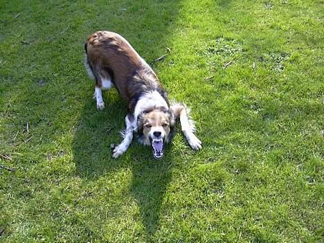 Border collie Kira - " Er jeg ikke bare faaaarlig når jeg gør ? ! . VOOV! " billede 7