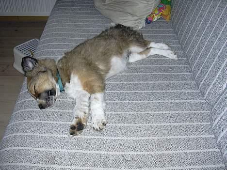 Border collie Kira - Som hvalp, Hehe. Når så sød, Og lidt meget hvalpefedt :) billede 8