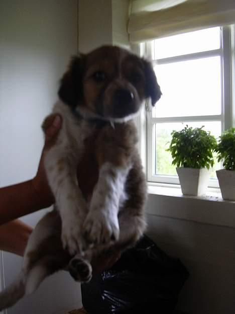 Border collie Kira - Lidt utydeligt. Men det var også da hun var hvalp. Ikke lang til efter vi fik hende. billede 9