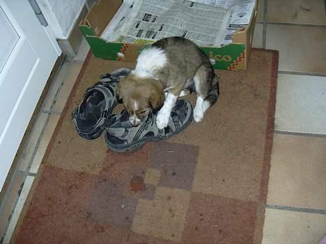 Border collie Kira - mmmm. En lækker sko ! Hehe, som hvalp igen. billede 10