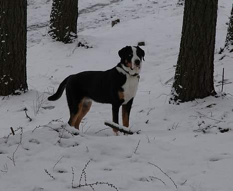 Grosser schweizer sennenhund Hannibal - Her i skoven kommer jeg næsten dagligt. billede 6