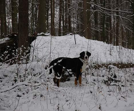 Grosser schweizer sennenhund Hannibal billede 7