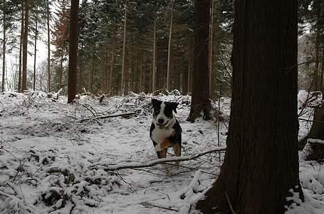 Grosser schweizer sennenhund Hannibal - HOP! billede 8