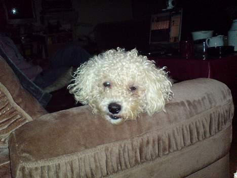 Bichon à poil frisé BOBO billede 2