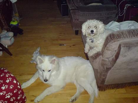 Bichon à poil frisé BOBO - her er bobo med sin bedste ven pride en samojede spids billede 3