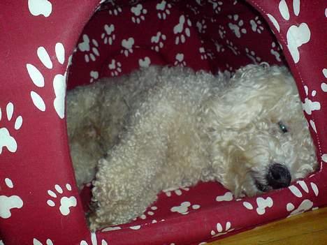 Bichon à poil frisé BOBO - en lille lur billede 4