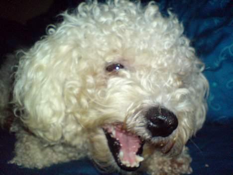 Bichon à poil frisé BOBO billede 5