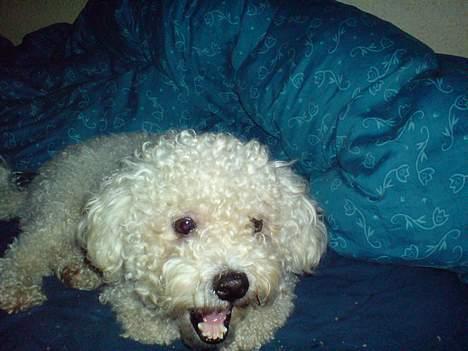 Bichon à poil frisé BOBO billede 6