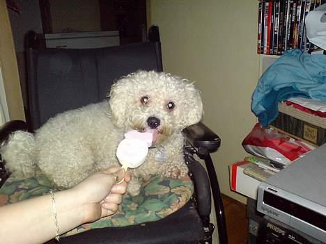 Bichon à poil frisé BOBO - mmmmmmm  elker is billede 7