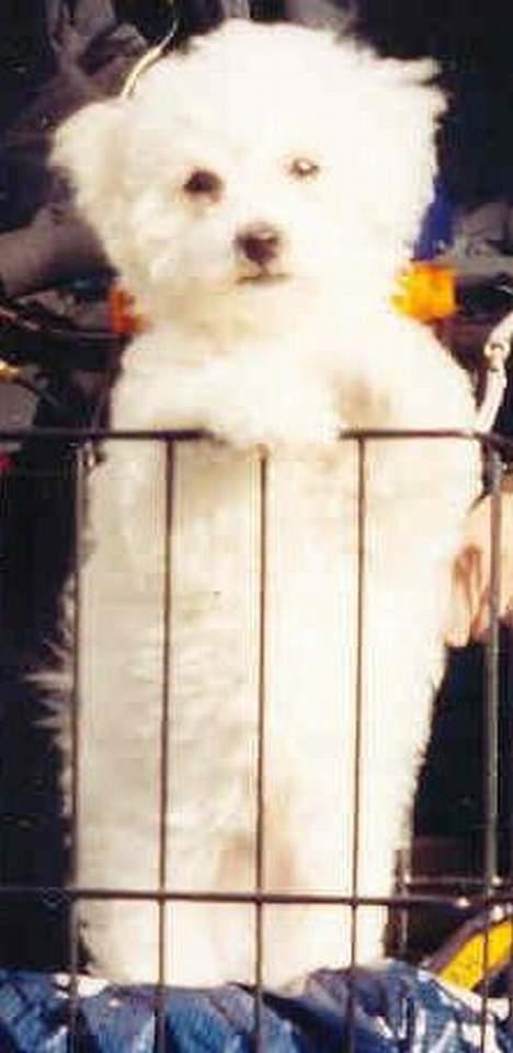 Bichon à poil frisé BOBO - er jeg ikke sød ? billede 8