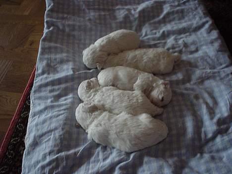 Bichon à poil frisé BOBO - mig og mine søskende det er mig i midten  vi er 14 dage gamle her billede 9