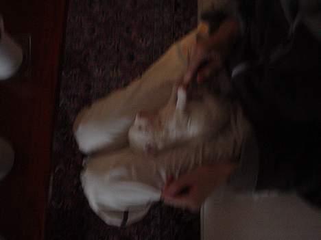 Bichon à poil frisé BOBO billede 10