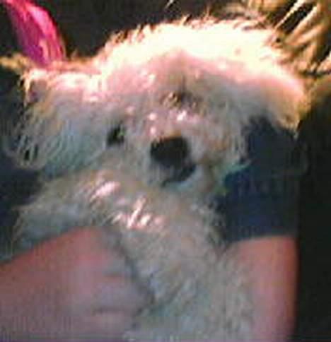 Bichon à poil frisé BOBO - en kælegris billede 11