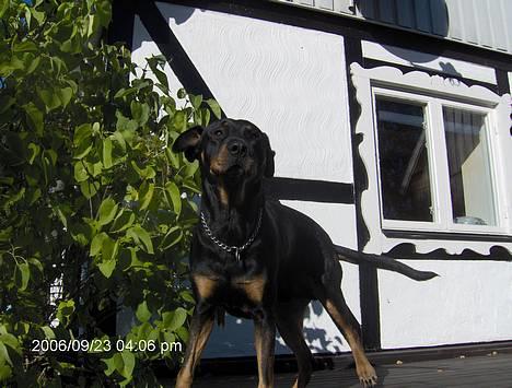 Blanding af racer Malthe - her bor jeg. billede 1