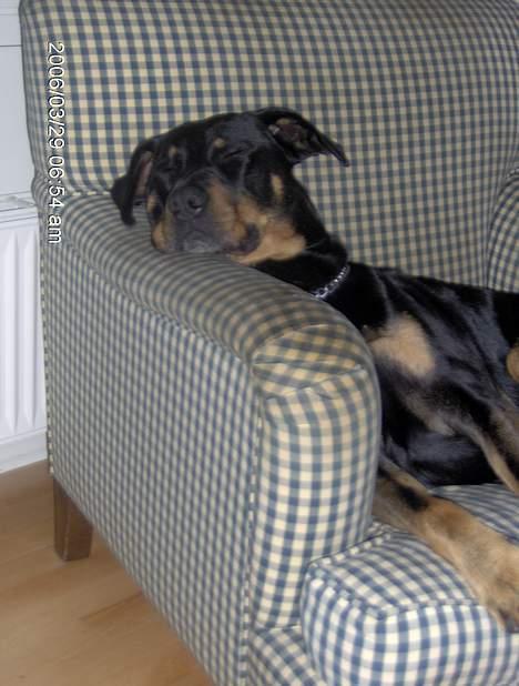 Blanding af racer Malthe - min elskede stol. billede 2