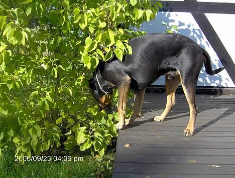 Blanding af racer Malthe - denne her busk er dejlig ...her kan jeg stå længe ;0) billede 3