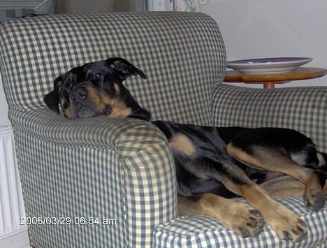 Blanding af racer Malthe - min elskede stol. billede 5