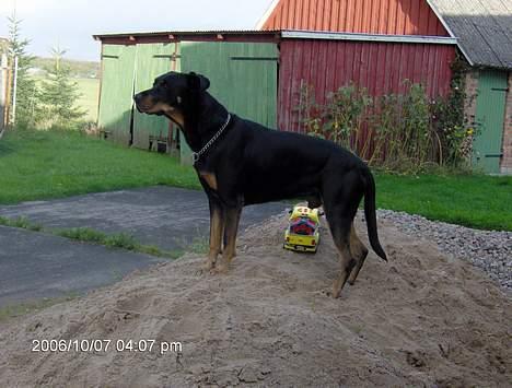 Blanding af racer Malthe - kommer far...... billede 6