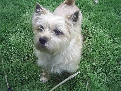 Cairn terrier Valde - jeg fryser billede 8