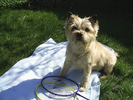 Cairn terrier Valde - vil du spille ? billede 9