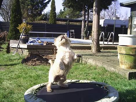 Cairn terrier Valde - jeg elsker at hoppe billede 10
