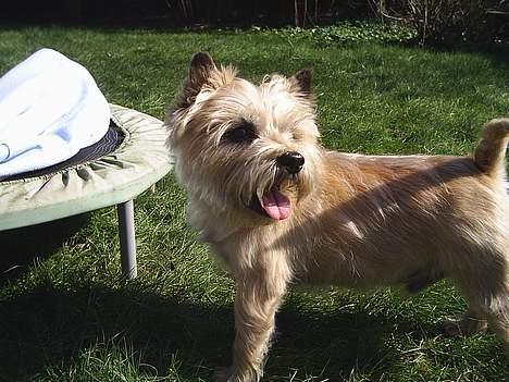 Cairn terrier Valde - jeg vil hoppe billede 11