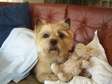 Cairn terrier Valde - nu det tur til en lur billede 12
