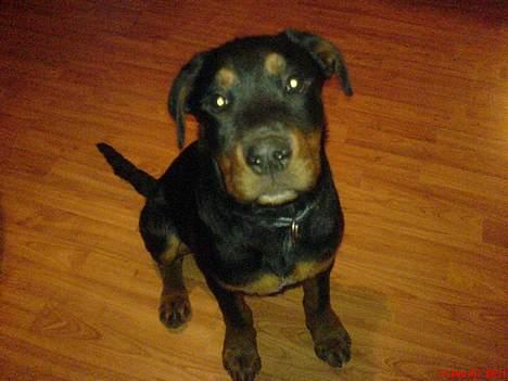 Rottweiler Bosley (Boss) - 18 uger billede 1