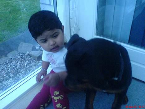 Rottweiler Bosley (Boss) - 18 uger Boss og min lillesoester billede 2