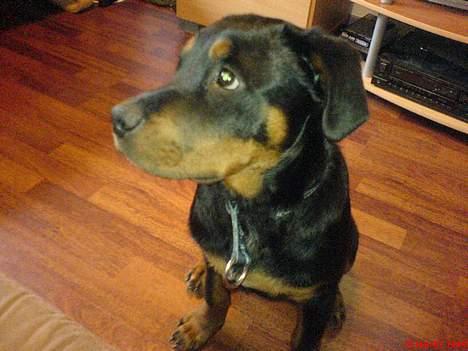 Rottweiler Bosley (Boss) - Boss 18 uger billede 3
