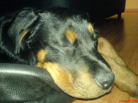 Rottweiler Bosley (Boss) billede 4