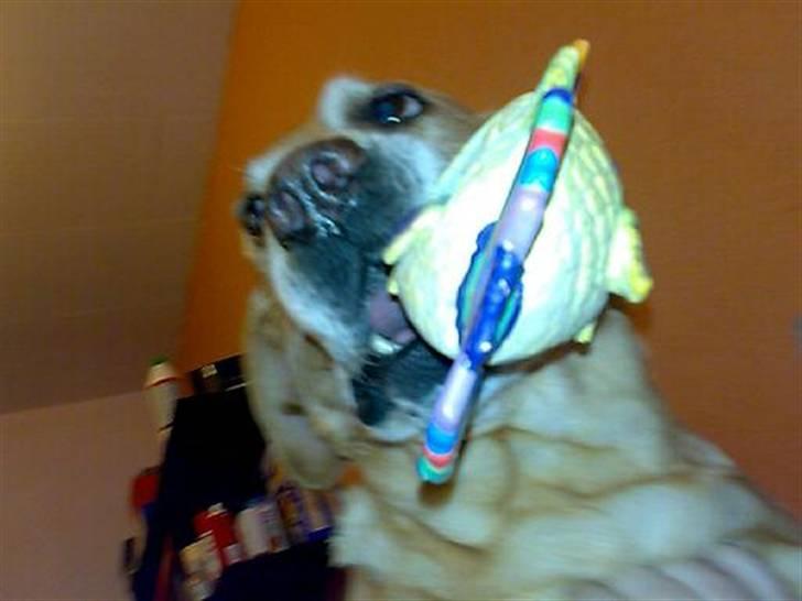 Blanding af racer mille - Jeg er lige kommet hjem og mille overfalder mig med pivdyr ;o) billede 15