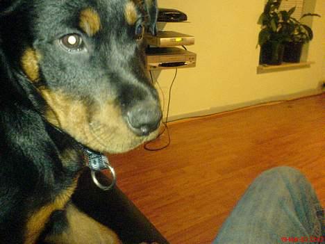 Rottweiler Bosley (Boss) billede 5