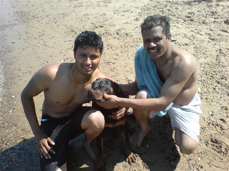 Rottweiler Bosley (Boss) - Boss 25 uger. Den lykkelige ejer til vestre ! billede 6