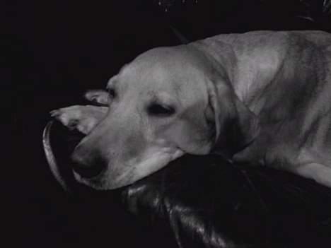 Blanding af racer mille billede 16