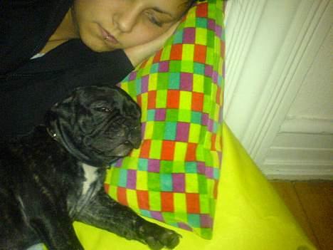 Fransk bulldog Paya billede 3