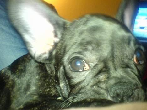 Fransk bulldog Paya billede 4