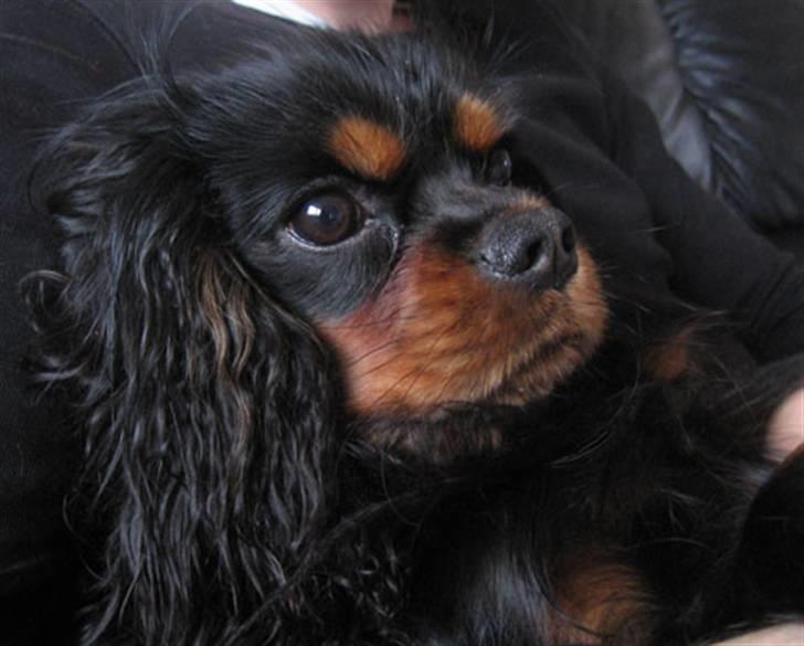 Cavalier king charles spaniel Nando - Sikke nogle farver *suk* :) billede 1